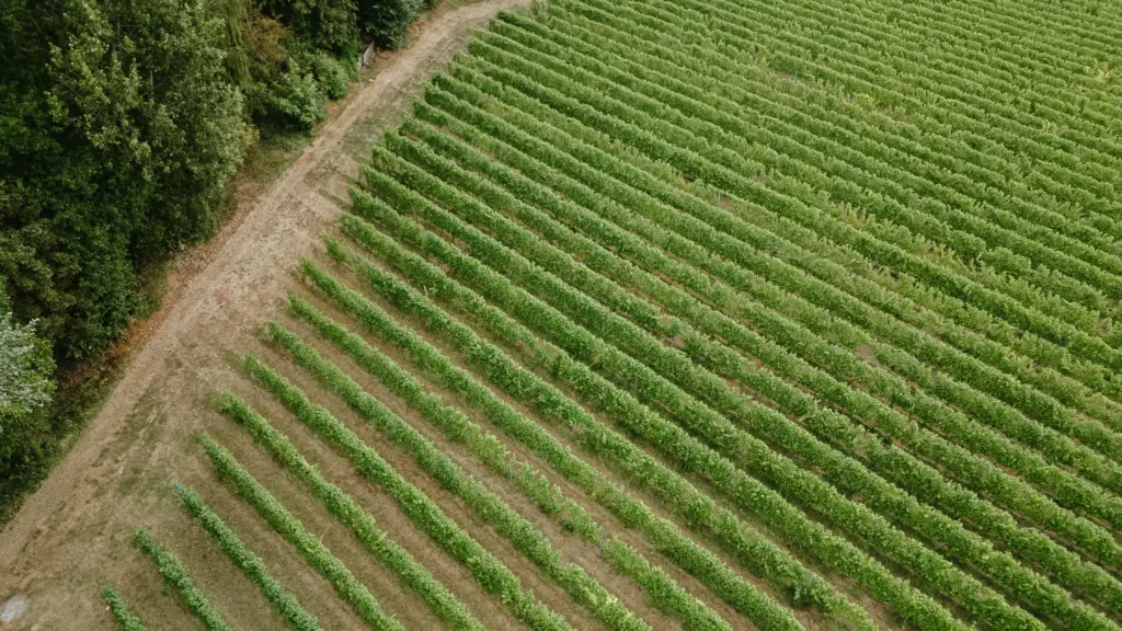 Le vignoble de Vin de Liège vu du ciel