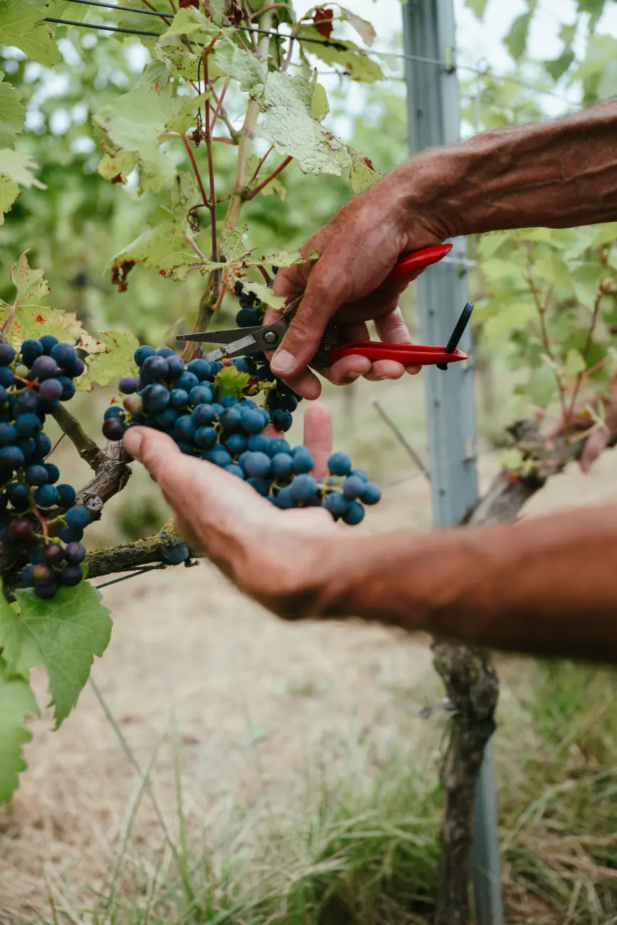 Vendanges chez Vin de Liège, coopérative viticole liégeoise