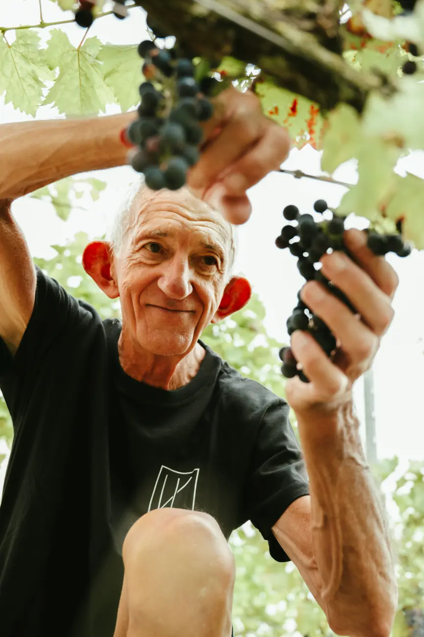 Vendanges chez Vin de Liège, coopérative viticole liégeoise