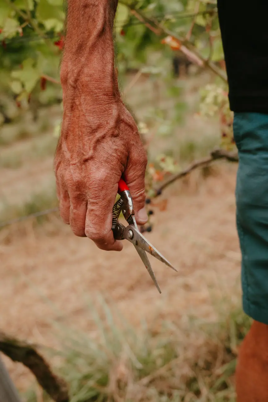 Vendanges chez Vin de Liège, coopérative viticole liégeoise