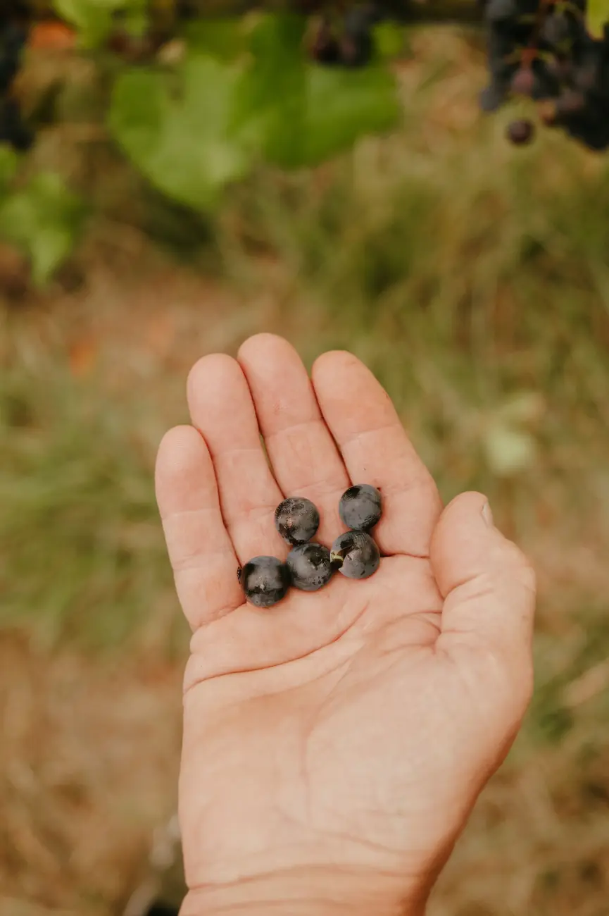 Vendanges chez Vin de Liège, coopérative viticole liégeoise