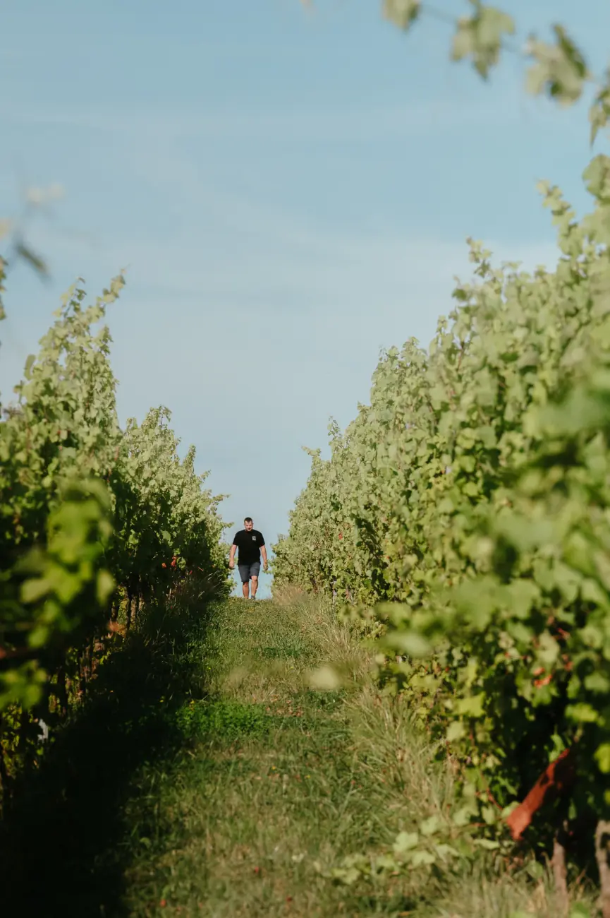 Bouteille de Vin de Liège dans les vignes