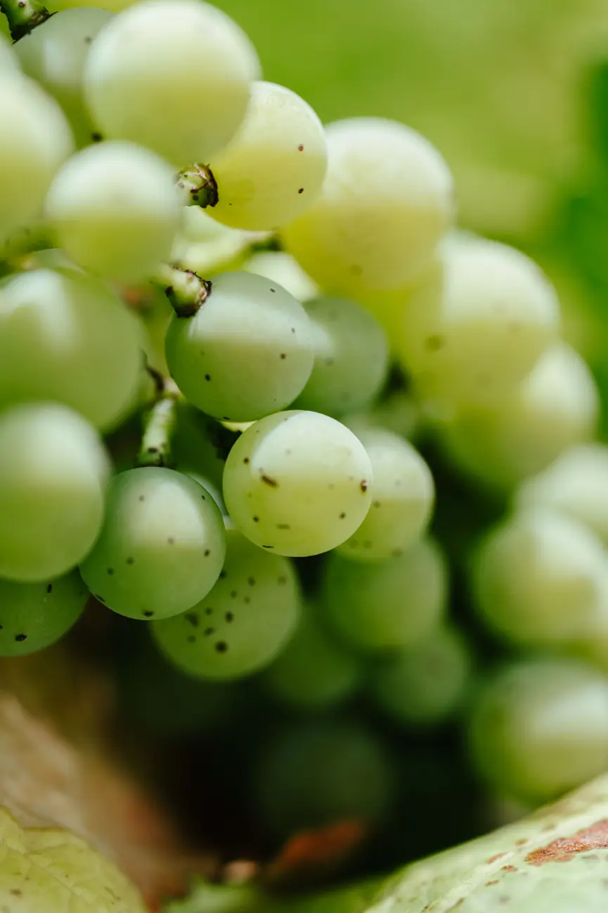 Les vignes de Vin de Liège