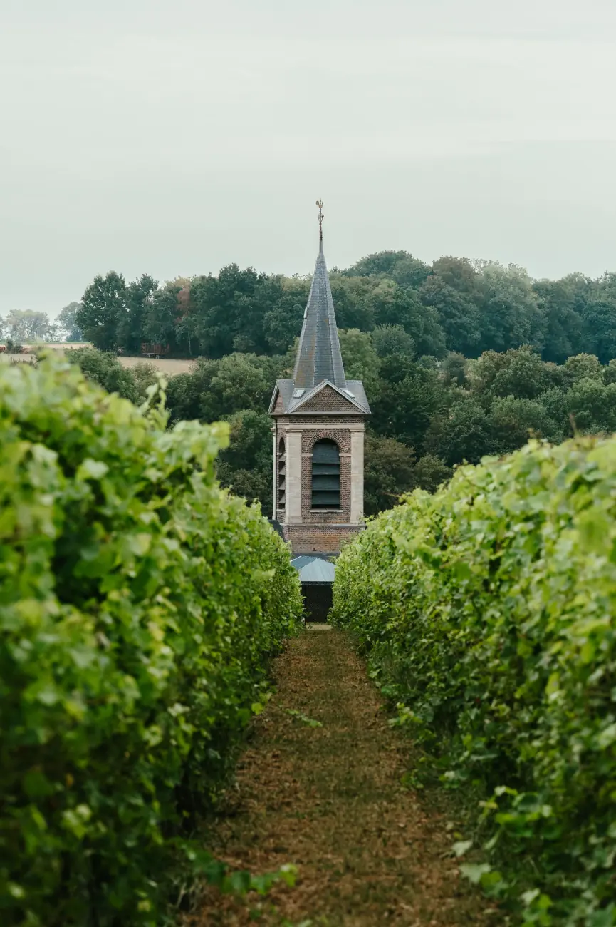 Les vignes de Vin de Liège