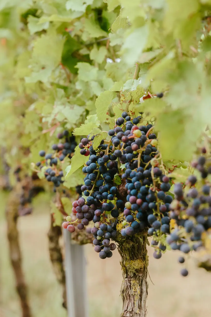 Les vignes de Vin de Liège