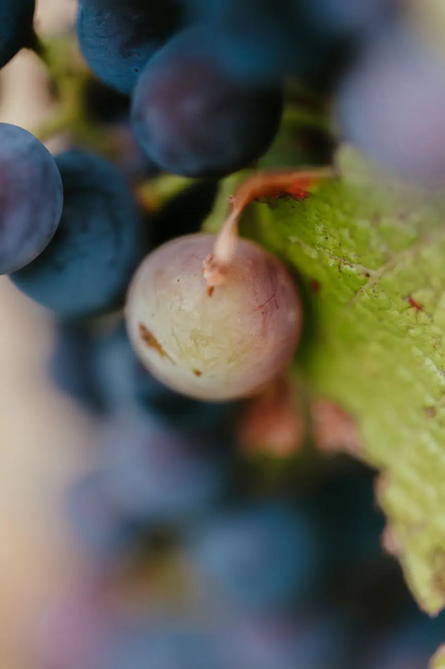 Les vignes de Vin de Liège