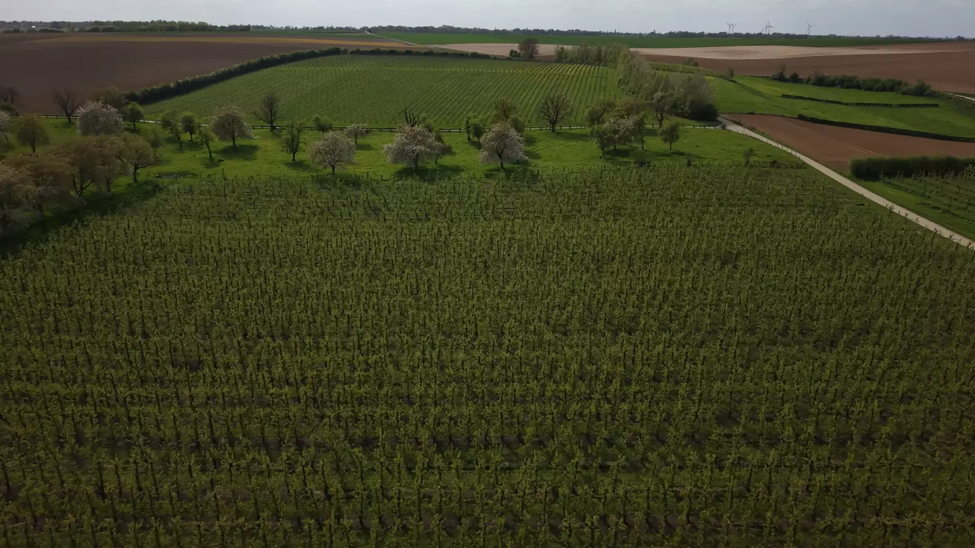 Le vignoble de Vin de Liège vu du ciel